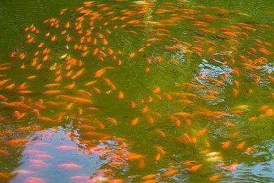 涉嫌信息披露违法违规 三七互娱及其实控人遭立案调查