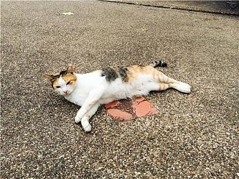 《上古卷轴OL》现已加入简体中文 可加入2100万玩家行列