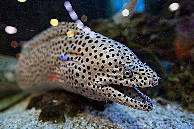 《真女神转生5》恶魔介绍：曾被目击的不明生物天蛾人