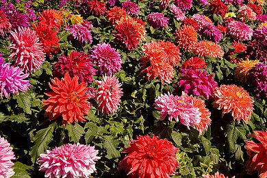 《神领编年史》免费更新3月6日上线 追加全新故事